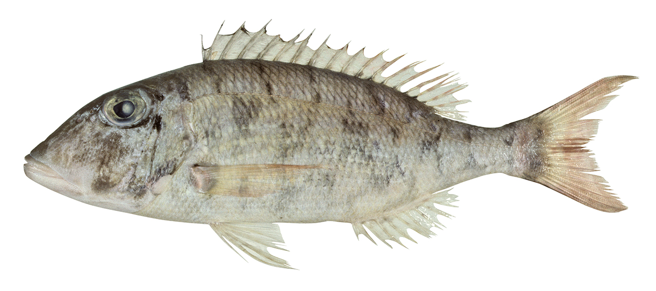 Lethrinus ravus
