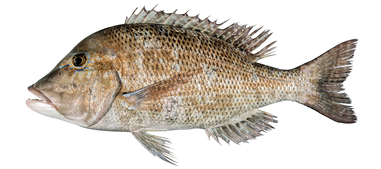 Lethrinus laticaudis