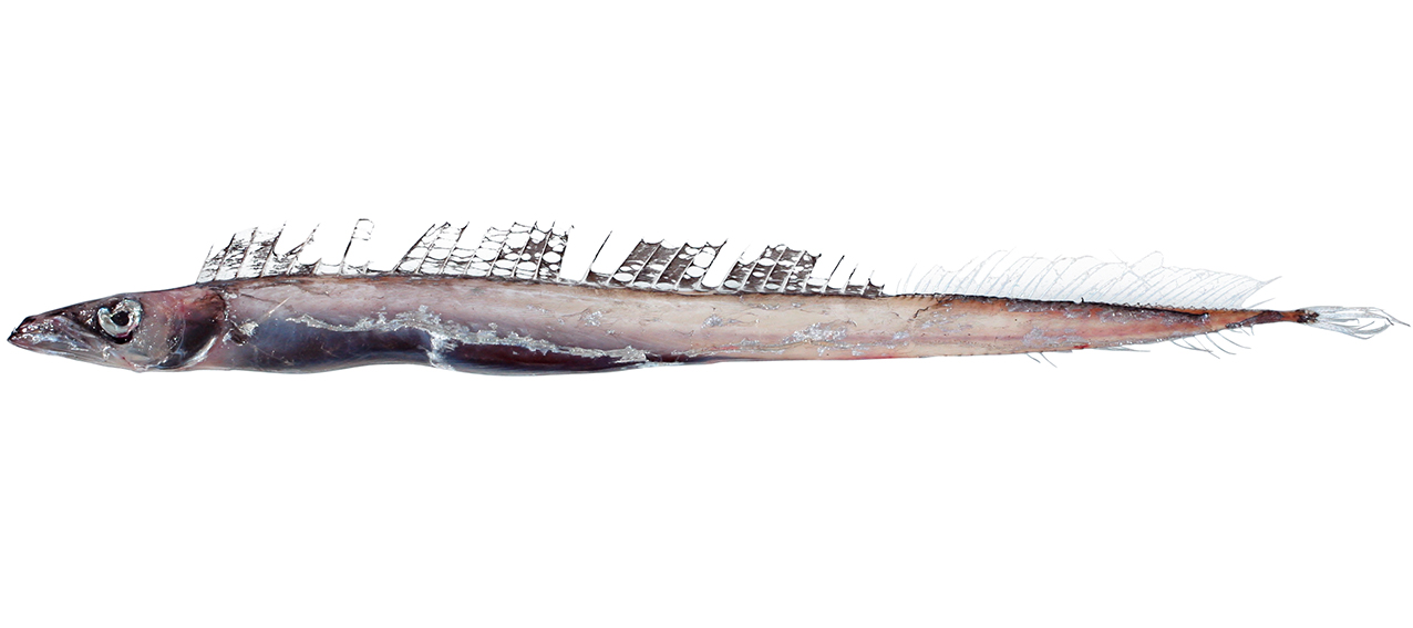 Diplospinus multistriatus