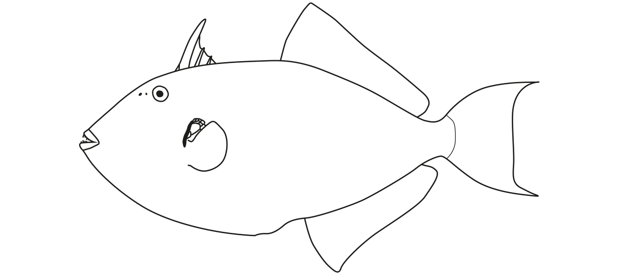 Balistidae