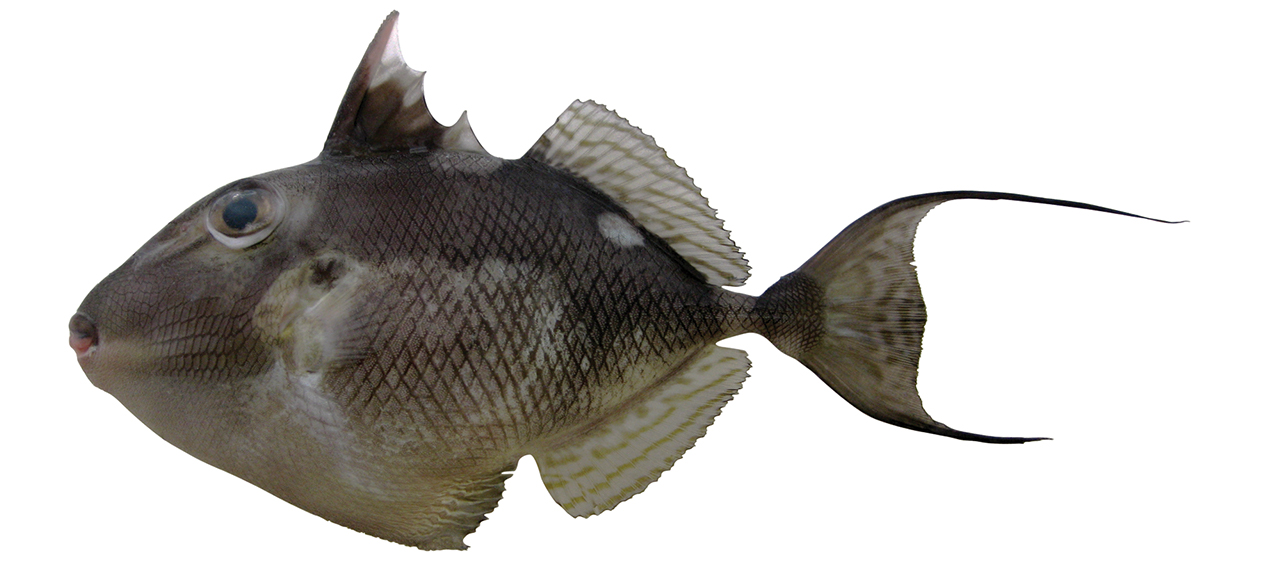 Abalistes filamentosus