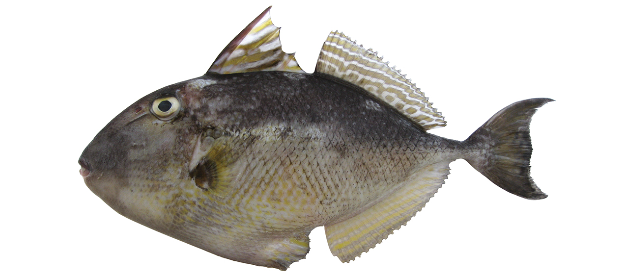Abalistes stellatus