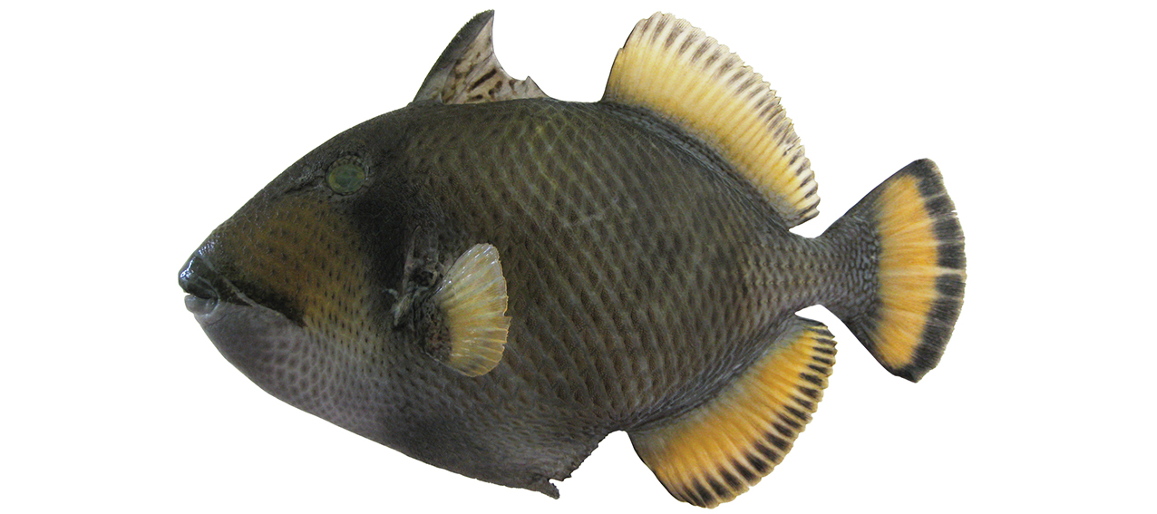 Balistoides viridescens