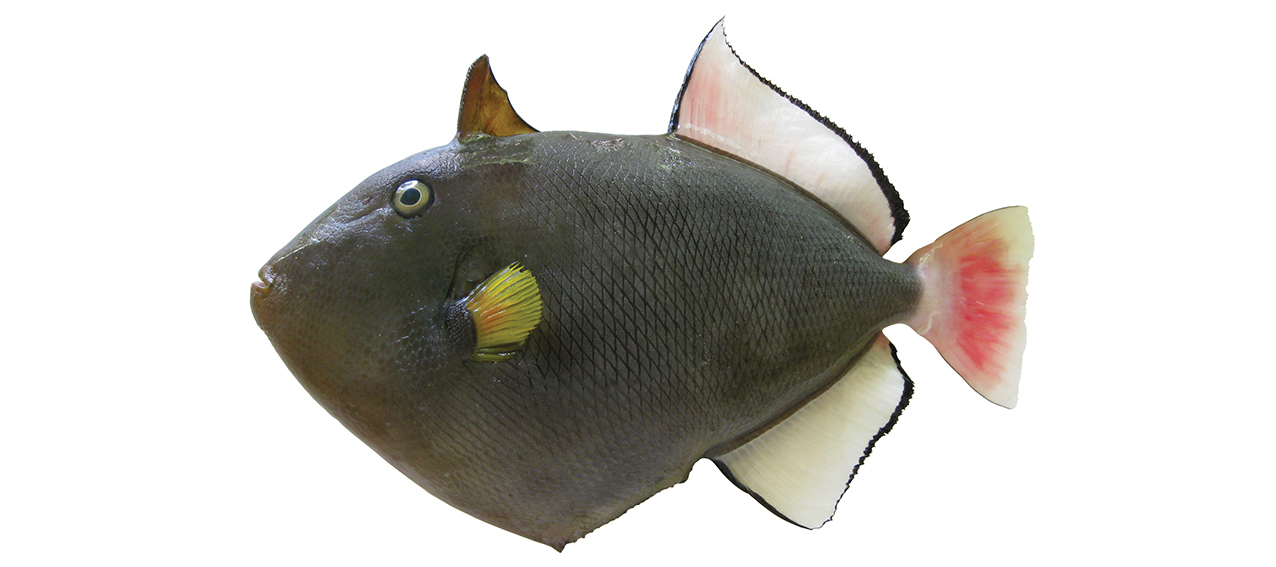 Melichthys vidua