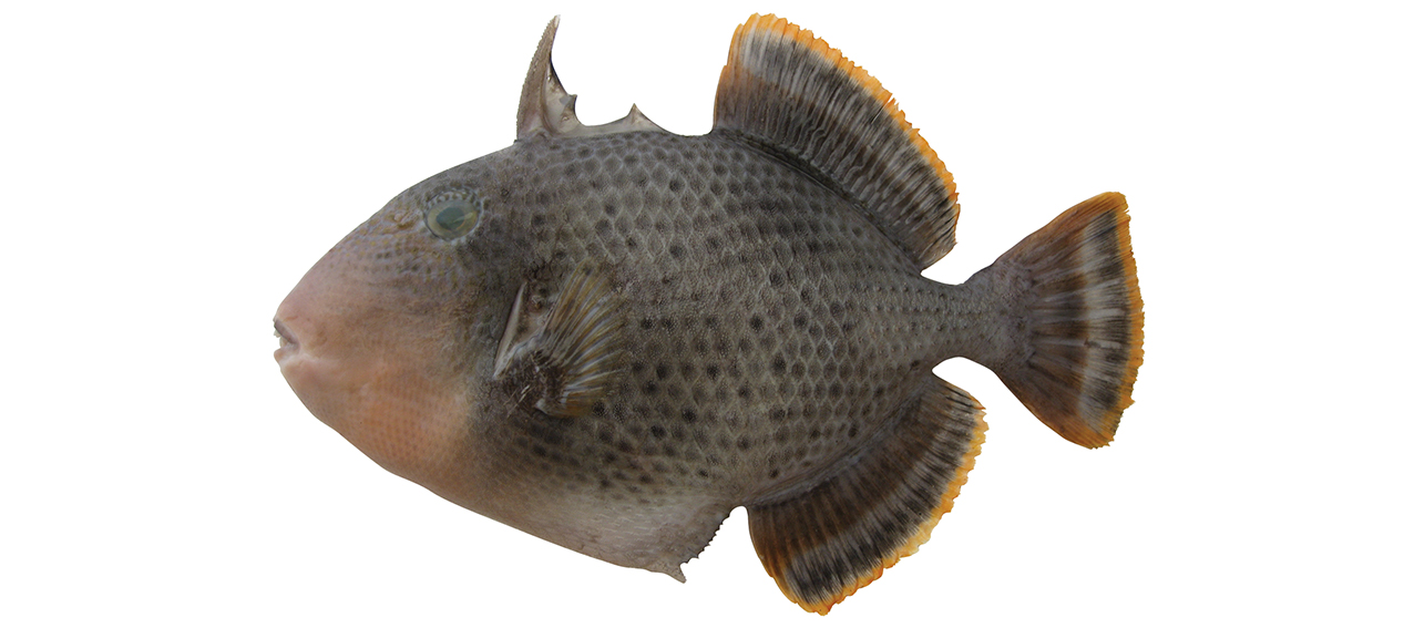 Pseudobalistes flavimarginatus