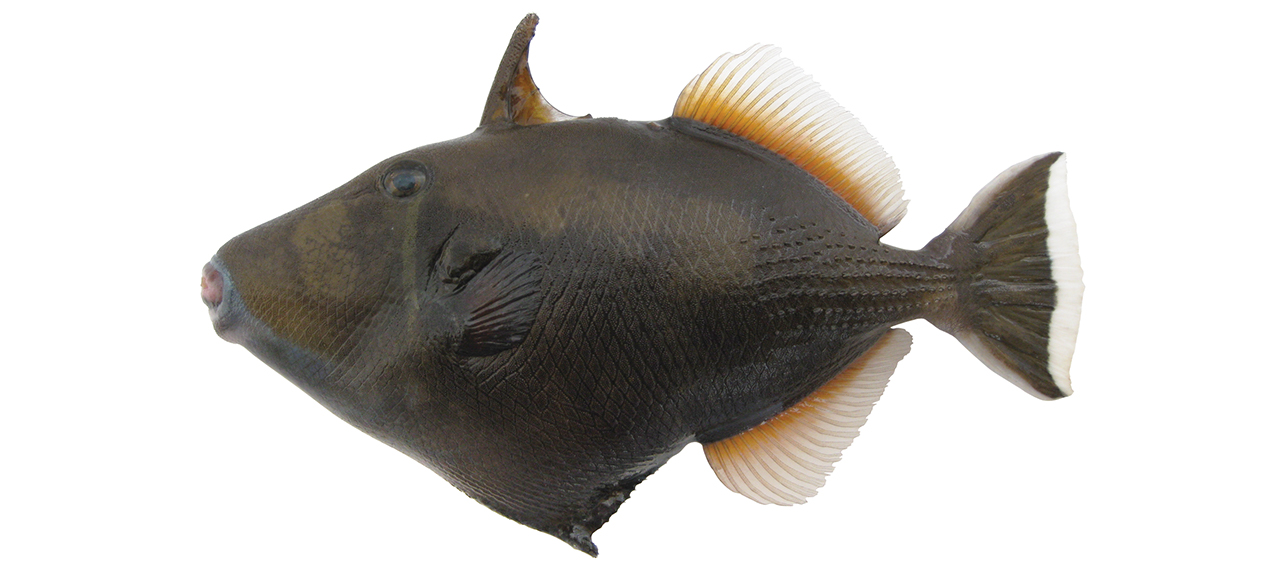Sufflamen chrysopterum