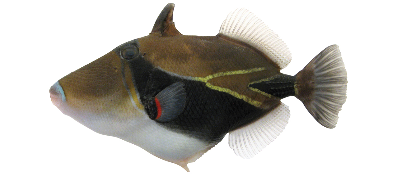 Rhinecanthus rectangulus