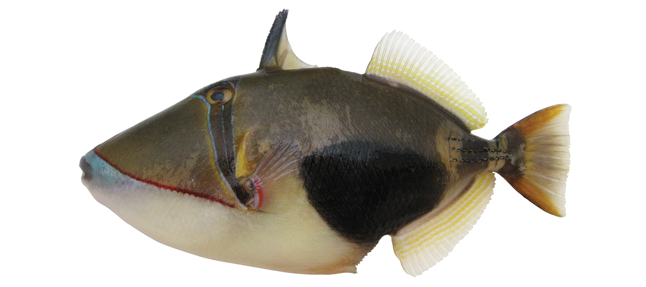 Rhinecanthus verrucosus
