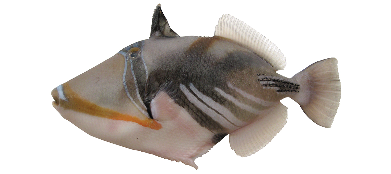Rhinecanthus aculeatus