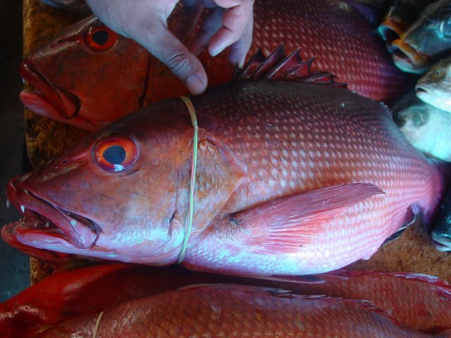 Lutjanus bohar