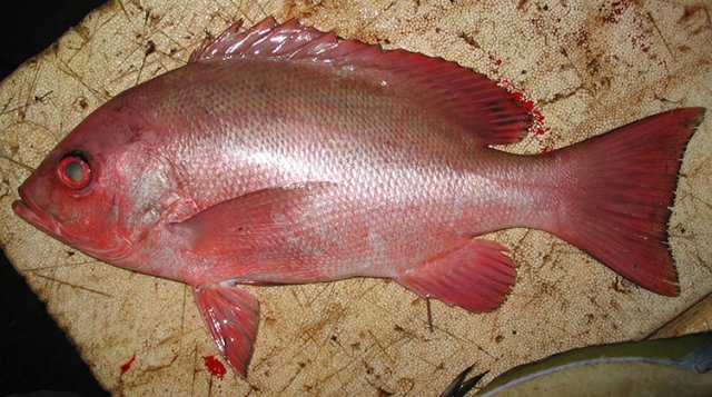 Lutjanus erythropterus
