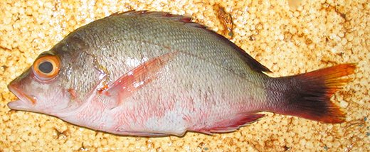 Lutjanus gibbus