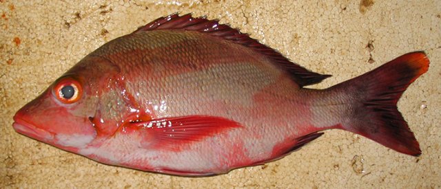 Lutjanus gibbus