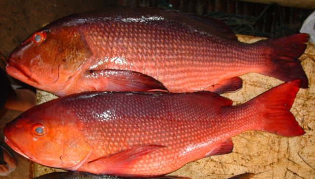 Lutjanus bohar