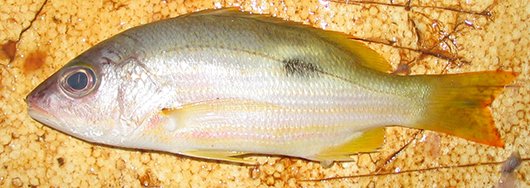 Lutjanus fulviflamma