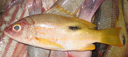 Lutjanus fulviflamma