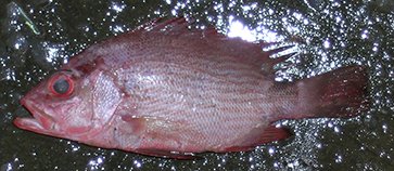 Lutjanus malabaricus