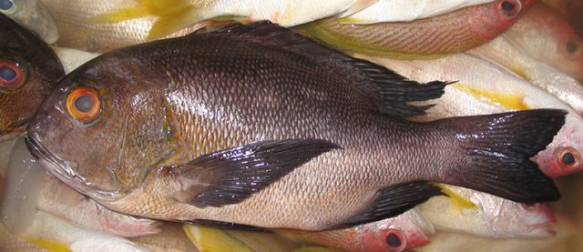 Macolor macularis