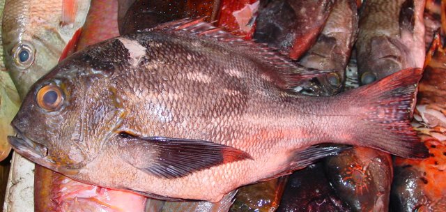 Macolor macularis