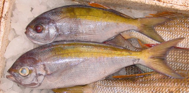 Paracaesio xanthura