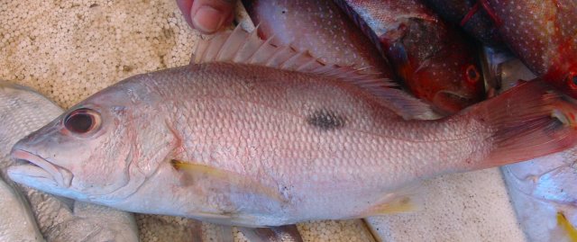 Lutjanus monostigma
