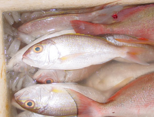 Pristipomoides multidens
