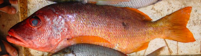 Lutjanus monostigma