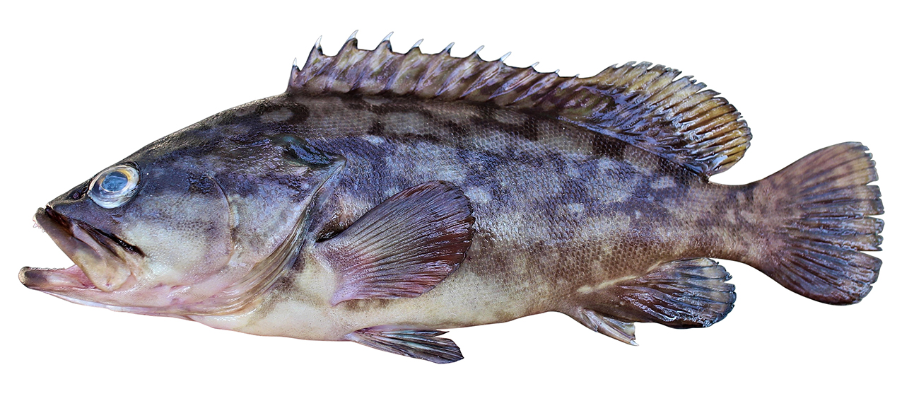 Epinephelus erythrurus