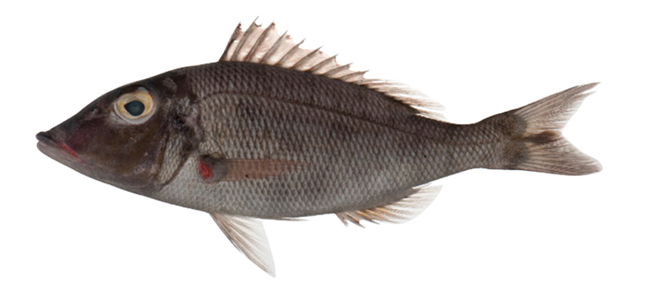 Lethrinus reticulatus