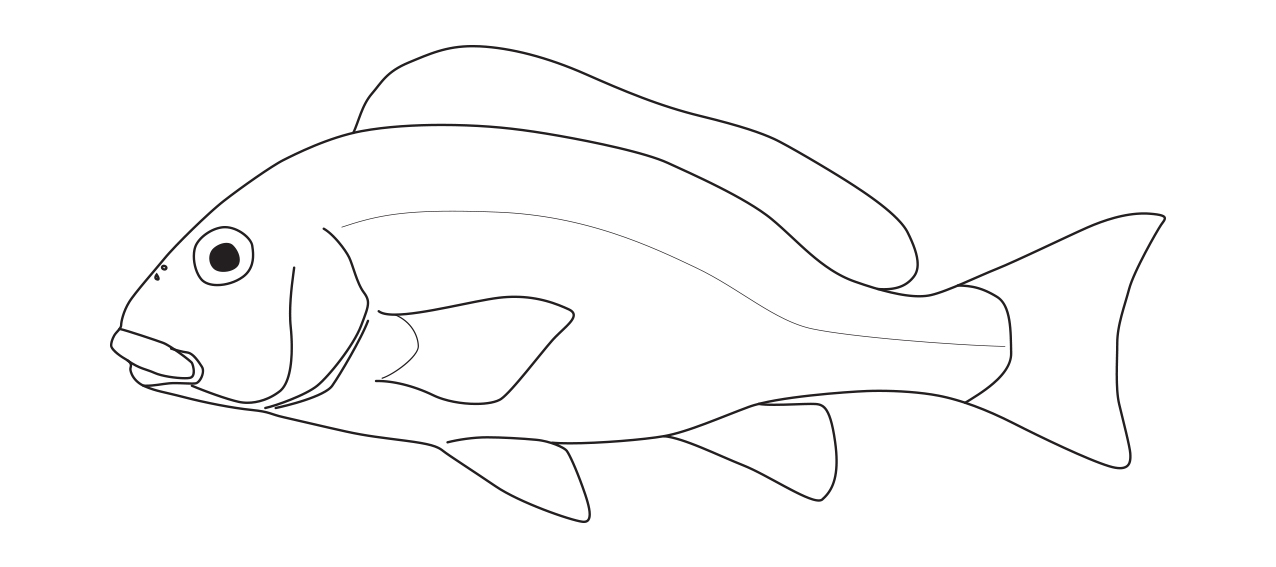Haemulidae