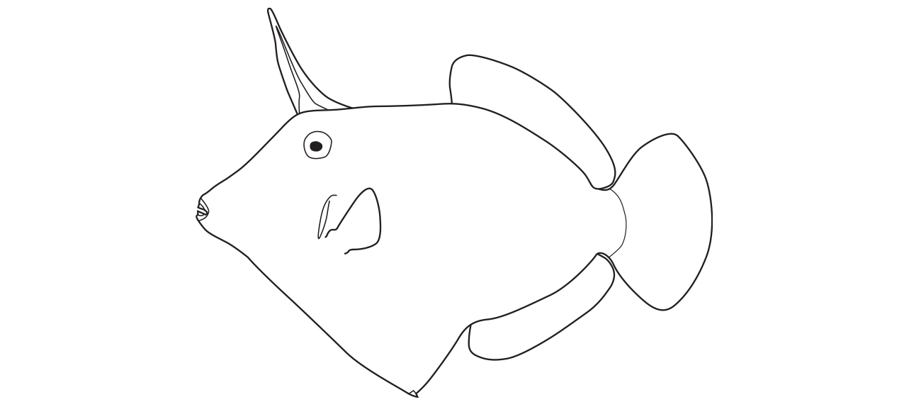 Monocanthidae line