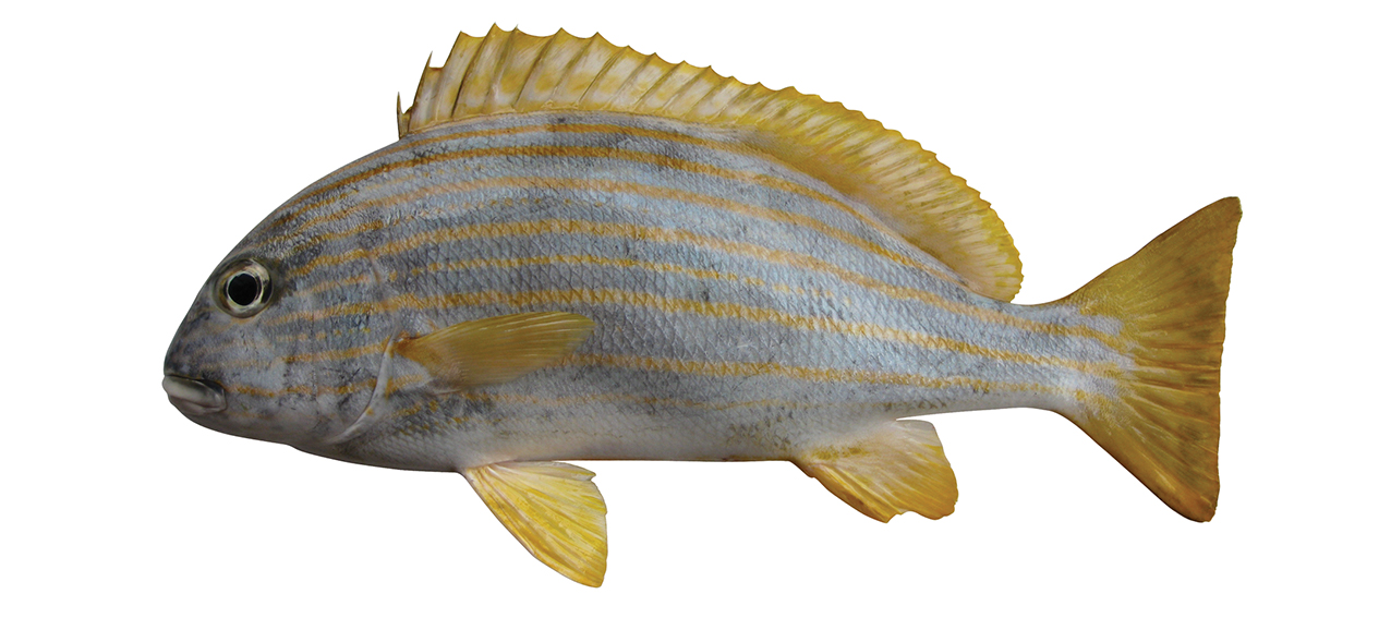 Plectorhinchus chrysotaenia