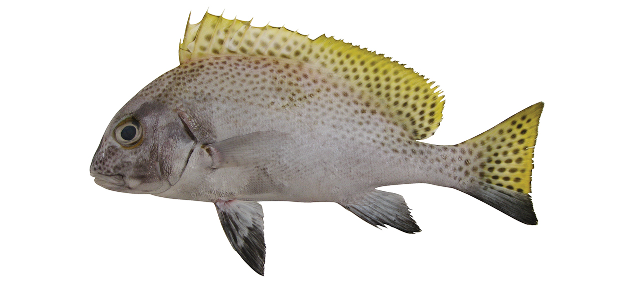Dia.mel.rgb.72.45w20h