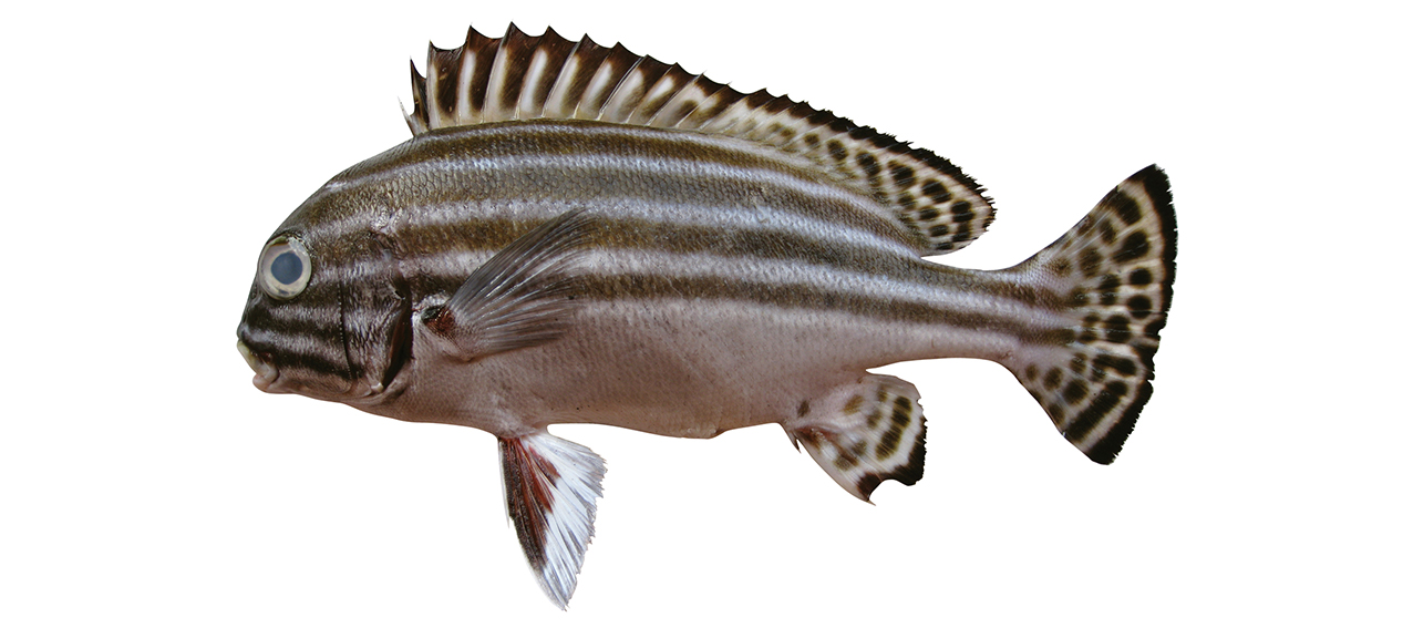 Plectorhinchus lessonii