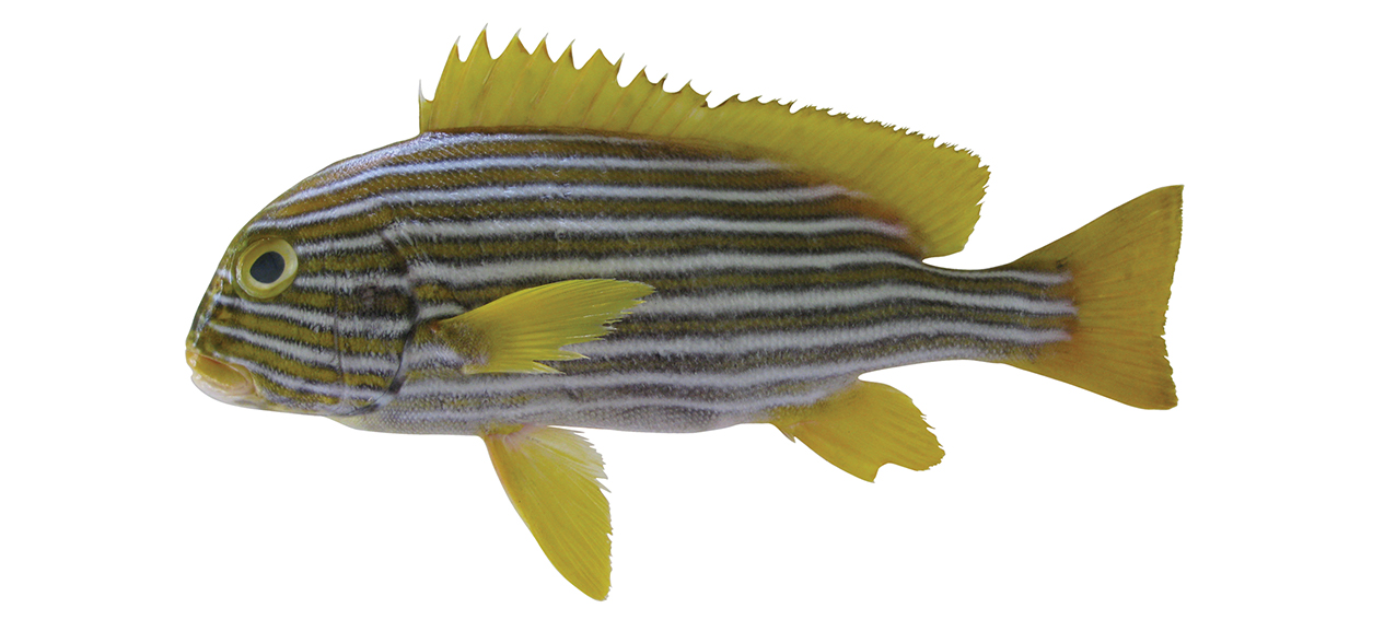 Plectorhinchus polytaenia