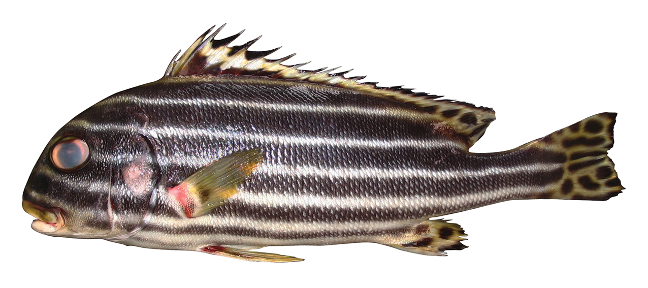 Plectorhinchus vittatus