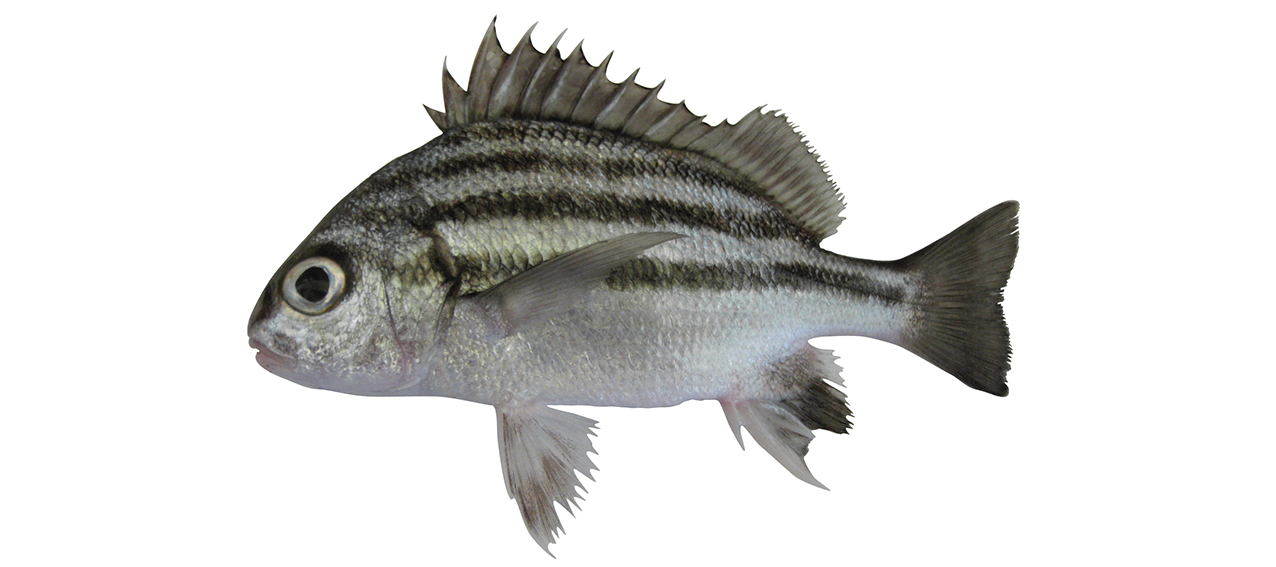 Pomadasys andamanensis