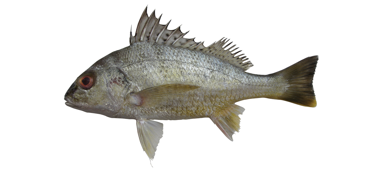 Pomadasys kaakan