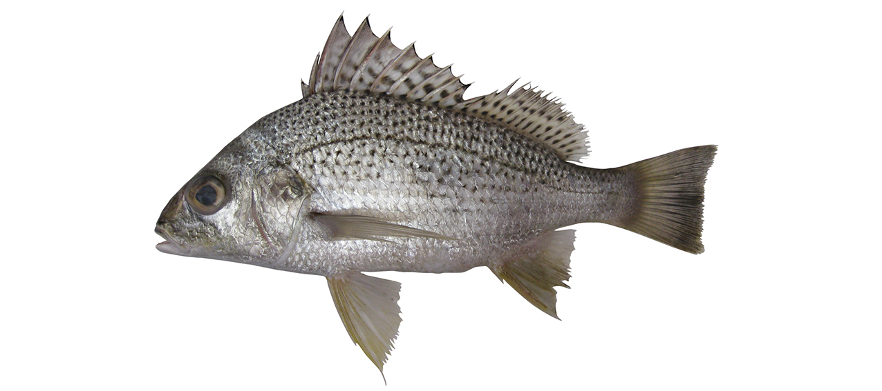 Pomadasys argenteus