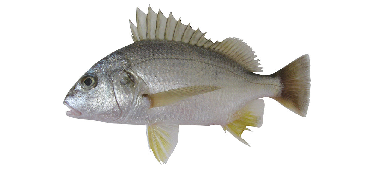 Pomadasys argyreus