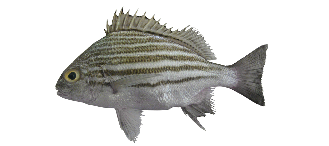 Pomadasys furcatus