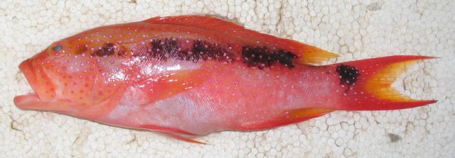 juvenile