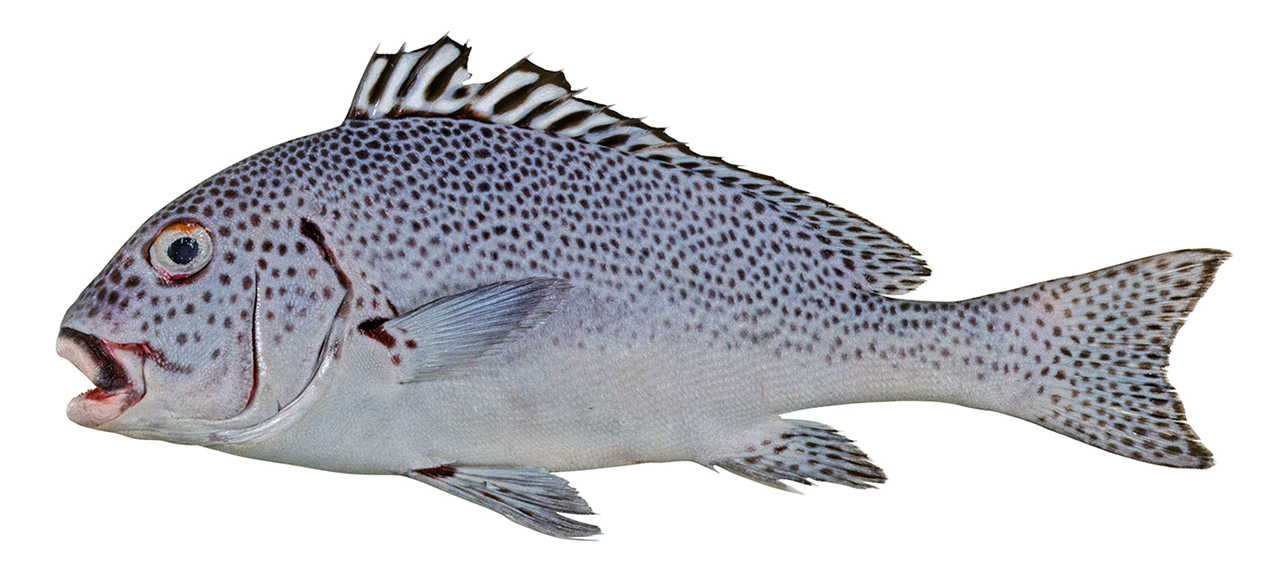 Plectorhinchus pica