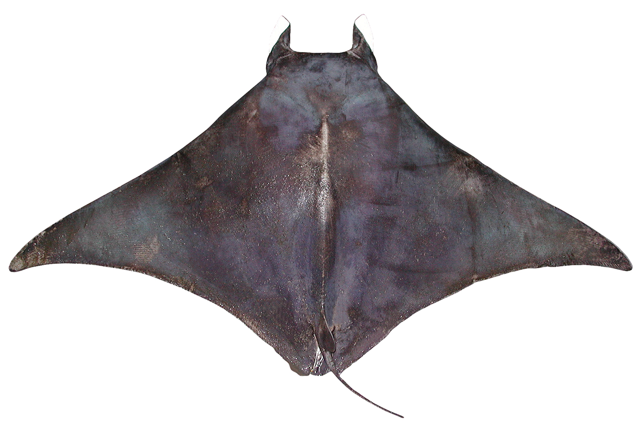 Mobula kuhlii