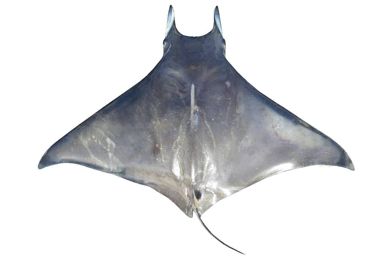 Mobula eregoodoo